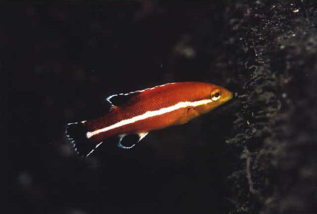 Semicossyphus reticulatus